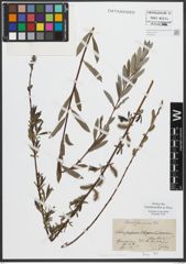 Foto von Salix purpurea L. x Salix repens L.